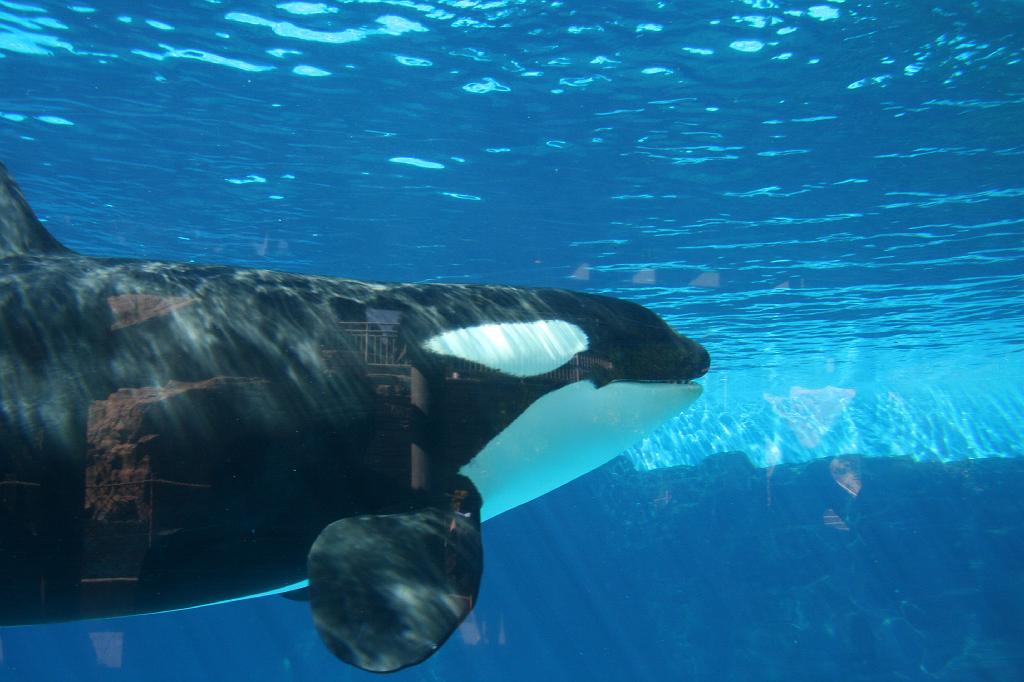 20081018 san diego 013.jpg - Sea World San Diego - Nameless killer whale